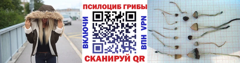 Псилоцибиновые грибы мицелий  hydra зеркало  Чудово 
